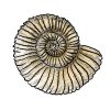 GONIATITES-AMMONITES