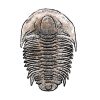 trilobite