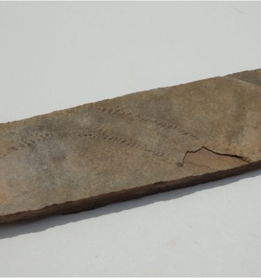 MCN-TRI-883096_Trilobite tracks-01